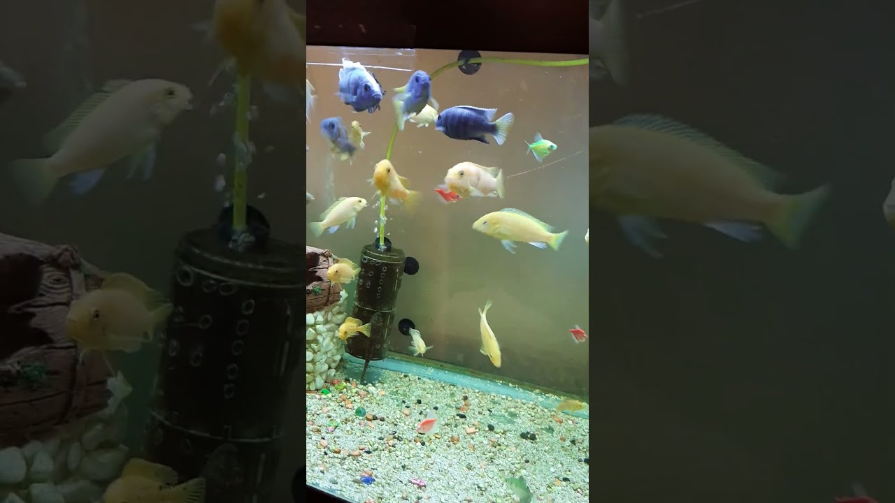 KARMA CİKLET AKVARYUMU  #aquarium #fish #fishtank #aquariumfish #aquascape #cichlid #fishing