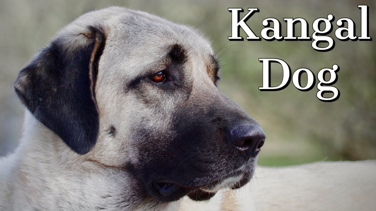 Kangal Dog | Is it right for you?