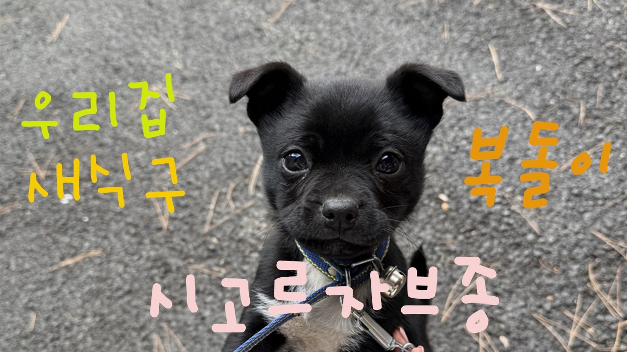 시댁에 새로운 식구가 생겼어요 🏡🐶 시어머니도 못말리는 며느리의 강아지 사랑 ..❤️‍🔥 시고르자브종 복돌이를 소개하겠다개 ! 💨💨