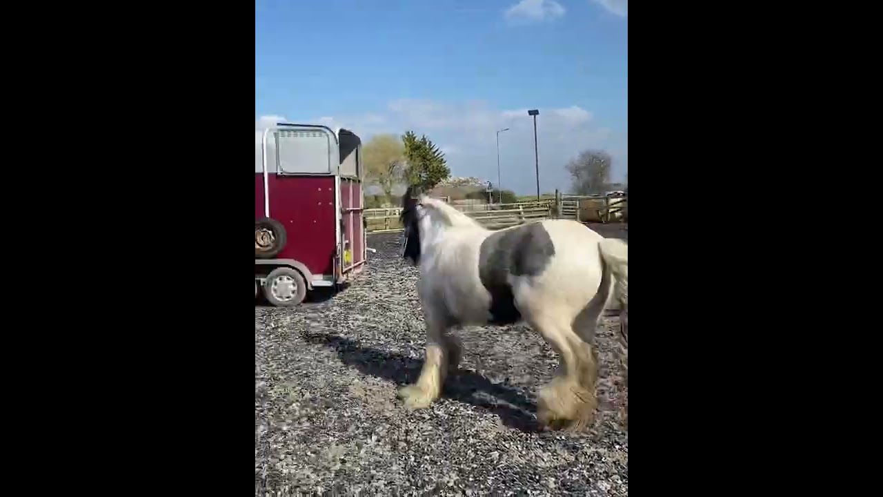 Loading a poor loading horse. Trailer loading horse. Problem horse.