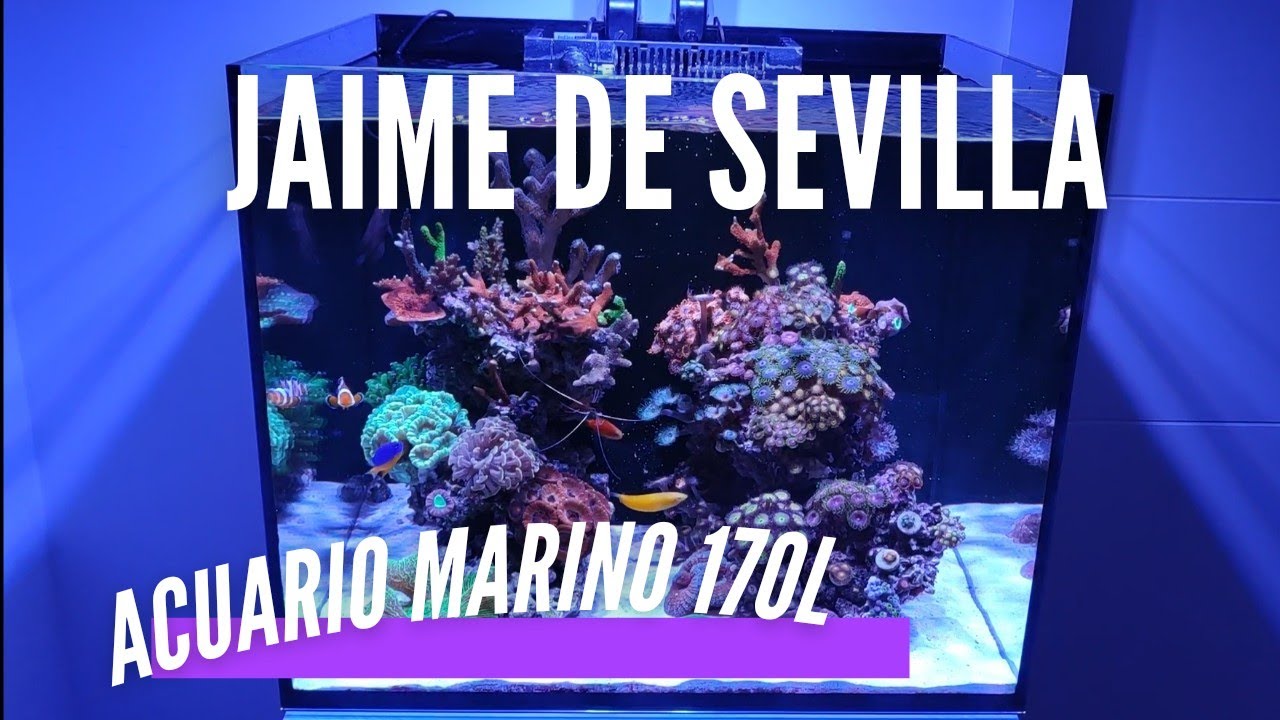 📌📌Acuario Marino - Jaime de Sevilla 170l 💪💪