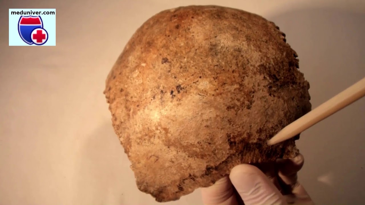 Anatomy of the parietal bone - meduniver.com