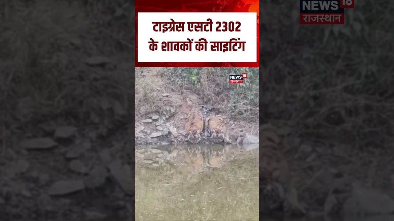 Tigress ST Sighting : Tigress के शावकों की हुई साइटिंग | N18S | Top News | Trending News | Wild Life