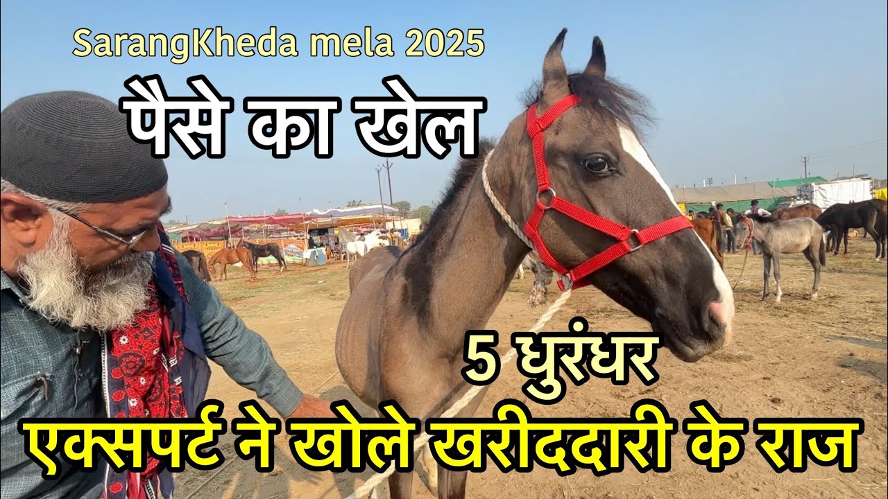 घोड़ो की सौदागिरी में चलता है खेल 5 एक्सपर्ट ने खोले राज | SarangKheda Horse Mela 2025 update 
