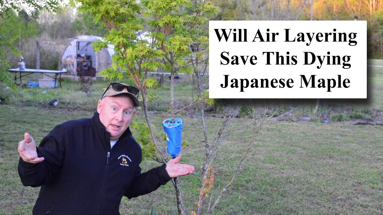Attempting to Save Dying Coral Bark Japanese Maple Tree