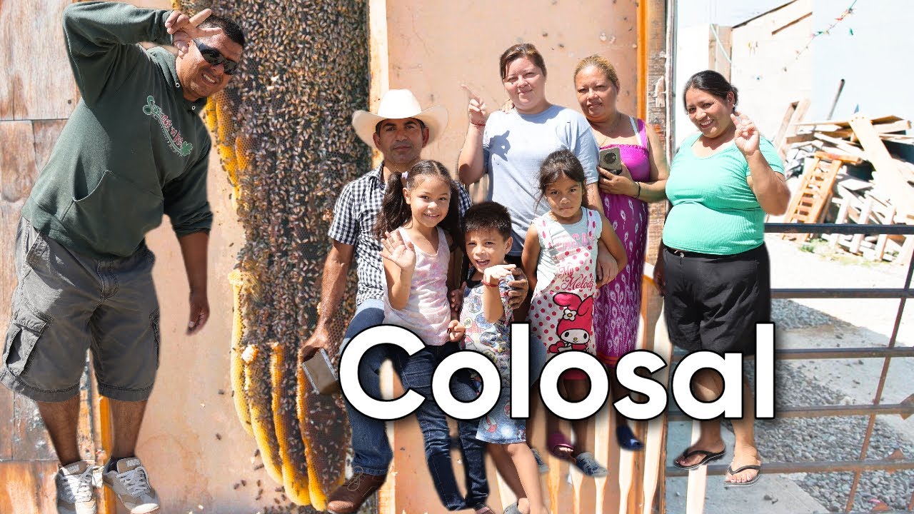 Cómo reubicar abejas #116