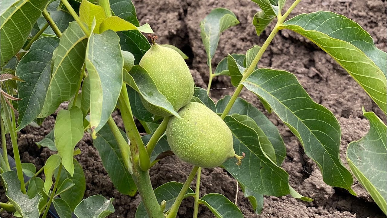 Полтора летних саженца грецкого ореха Чендлера (они начали давать грецкие орехи)