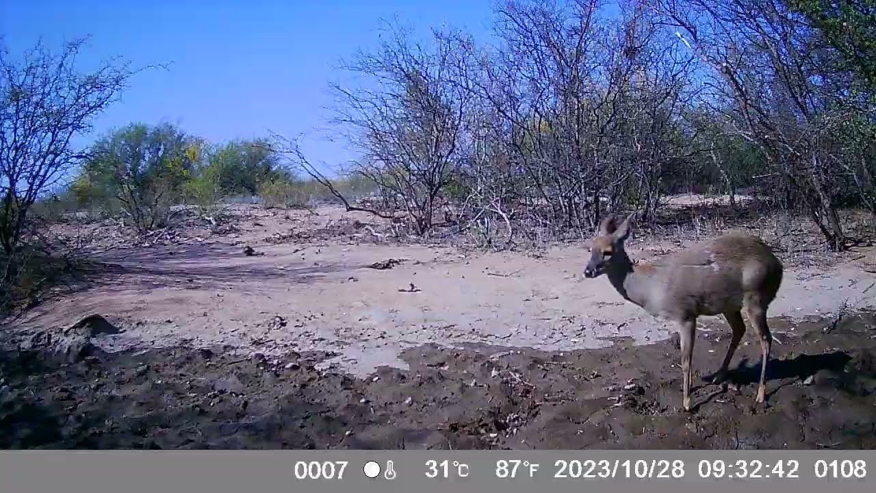Gray Brocket (Mazama gouazoubira) in Northern Cordoba, Argentina - Camera Trap Video
