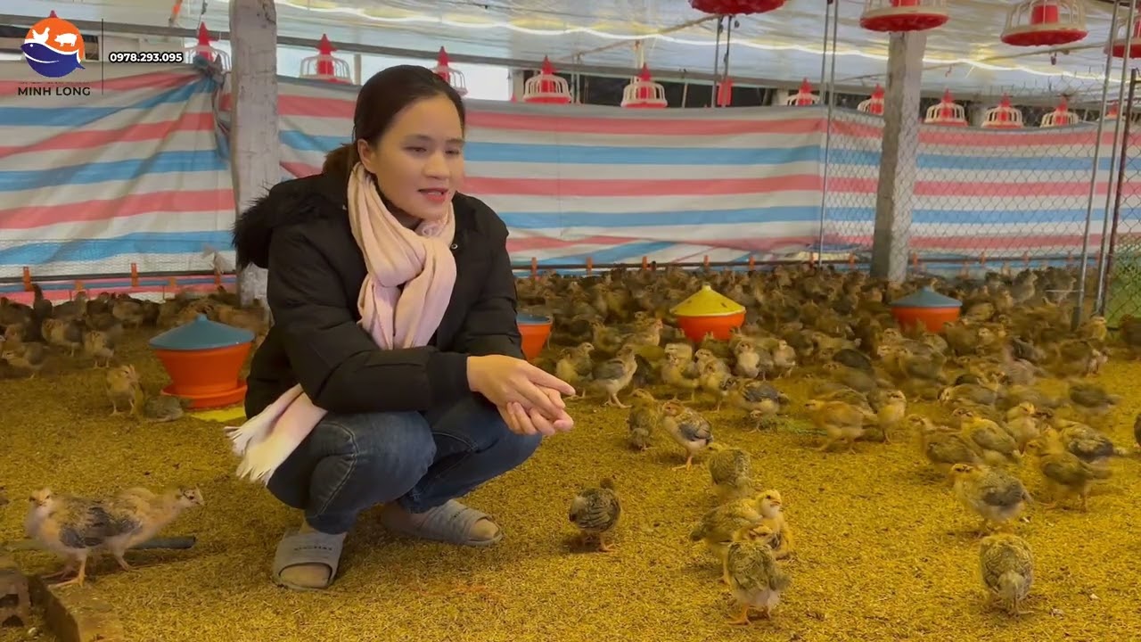 Chuyện Kh&oacute; Tin: H9N2 Nhiễm Sớm Ở G&agrave; Con &ndash; Hiểm Họa Tiềm Ẩn! | Th&uacute; Y Minh Long