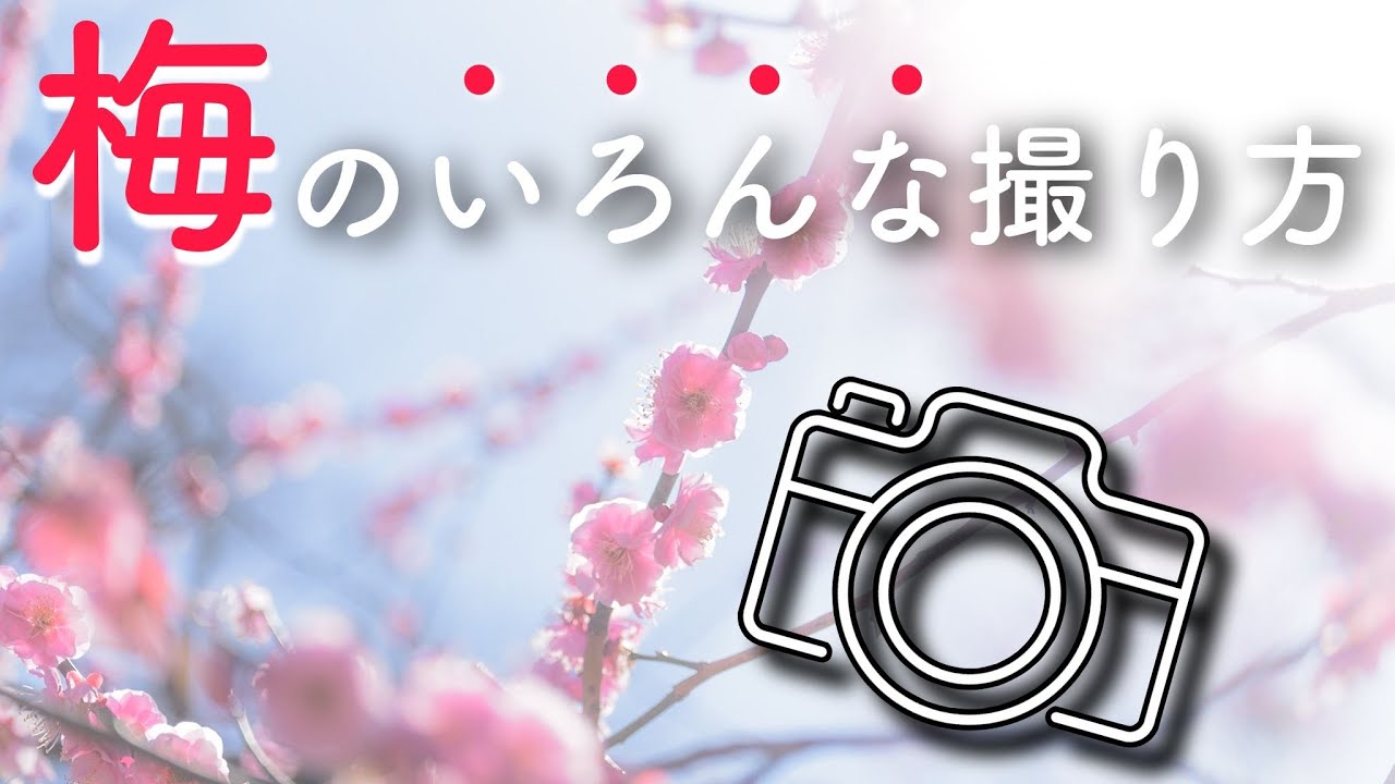 梅の撮り方&設定【カメラ初心者向け】今年も◯◯に遭遇！？