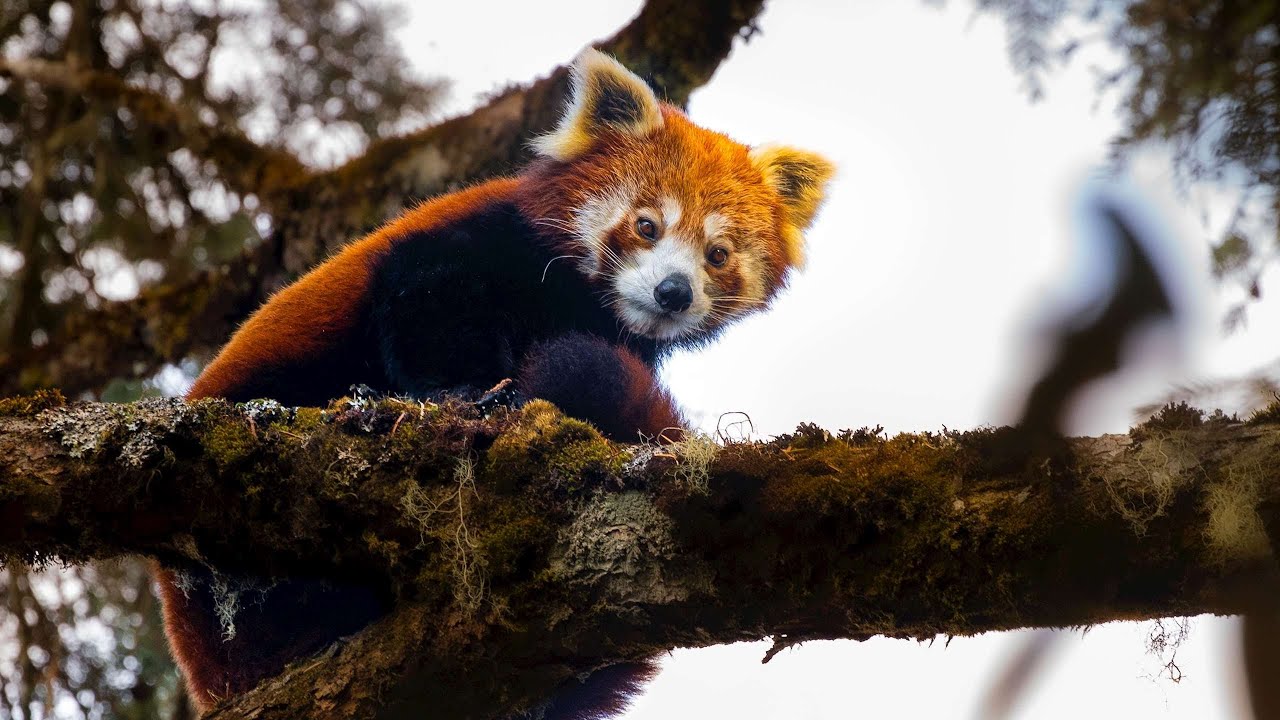 Sonam Lama | Nepal | A film narrated by David Attenborough for the 2022 Whitley Awards