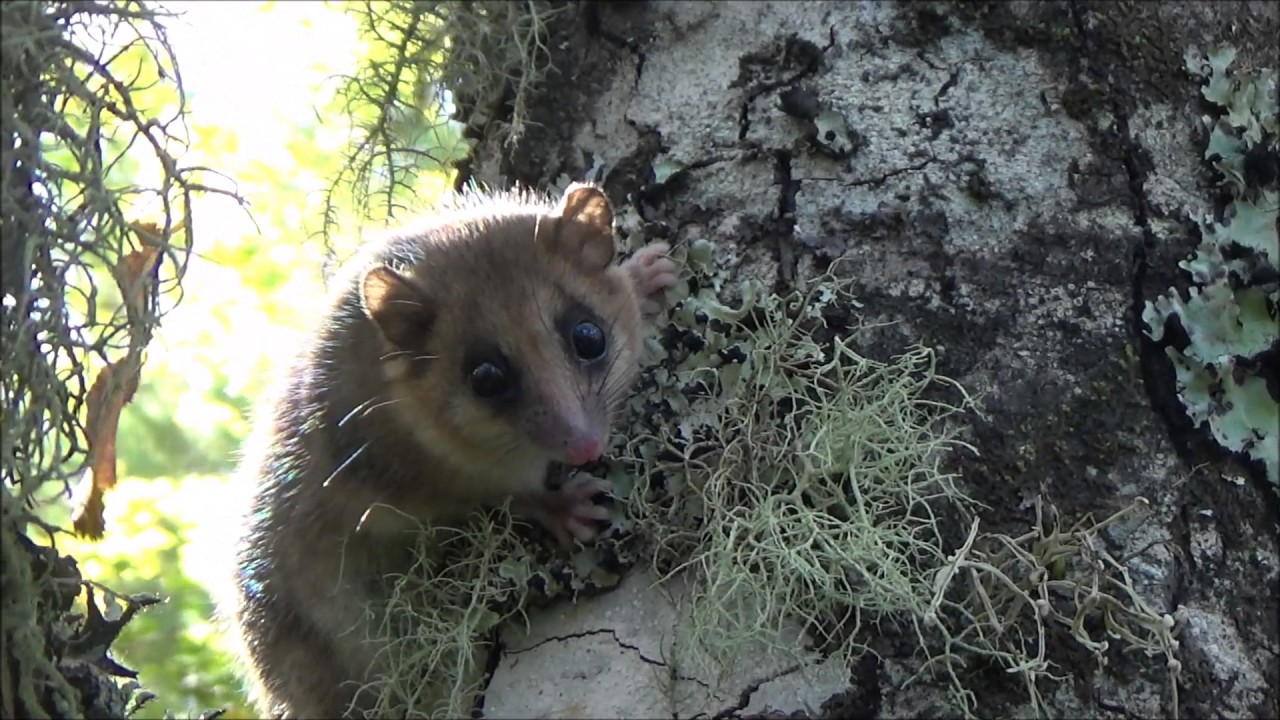 El Monito del Monte