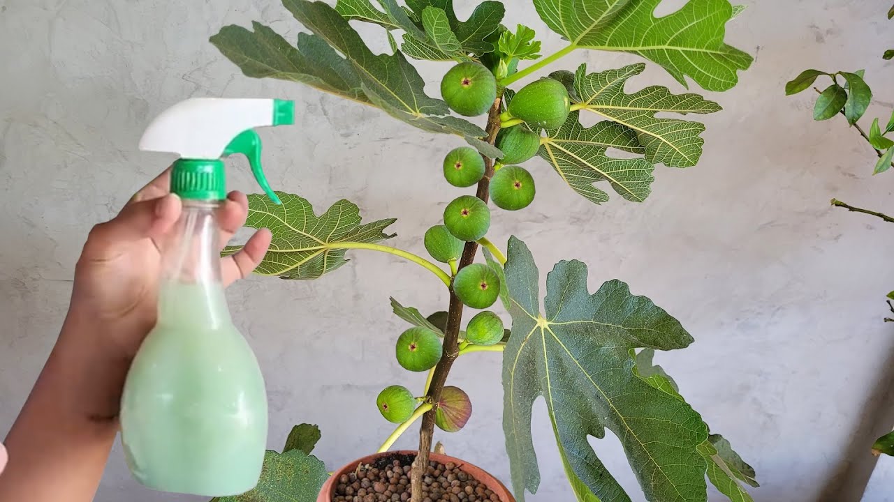 Pé de figo vai lotar de frutos depois de fazer isto!