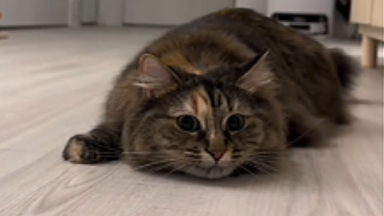 Un Gato Casi Muere Congelado – Mira Su Increíble Recuperación
