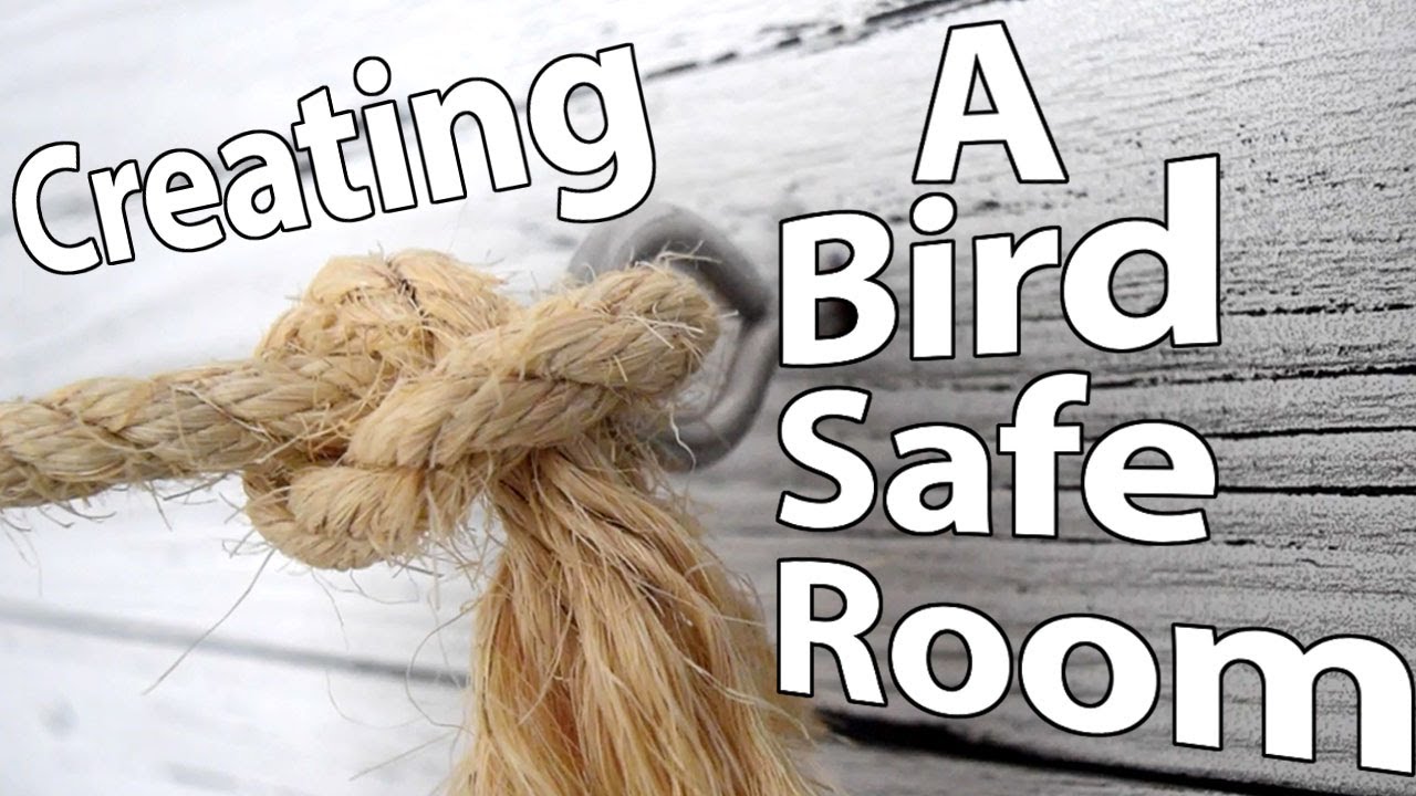Creating a Bird Safe Room | Topics
