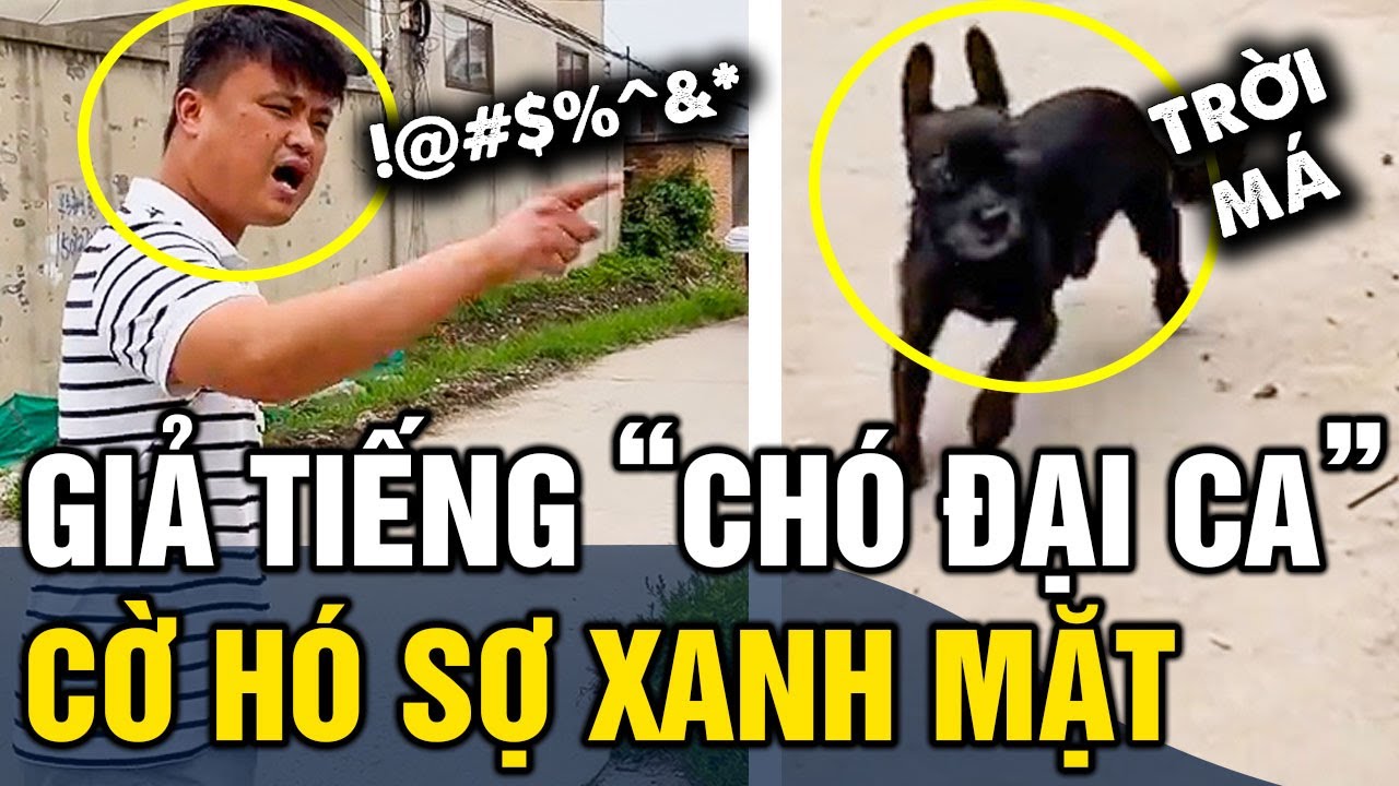 Thanh niên giả tiếng 'CHÓ ĐẠI CA' khiến cậu mực 'HÚ HỒN' nép vào một góc NIỆM PHẬT | Tin 3 Phút