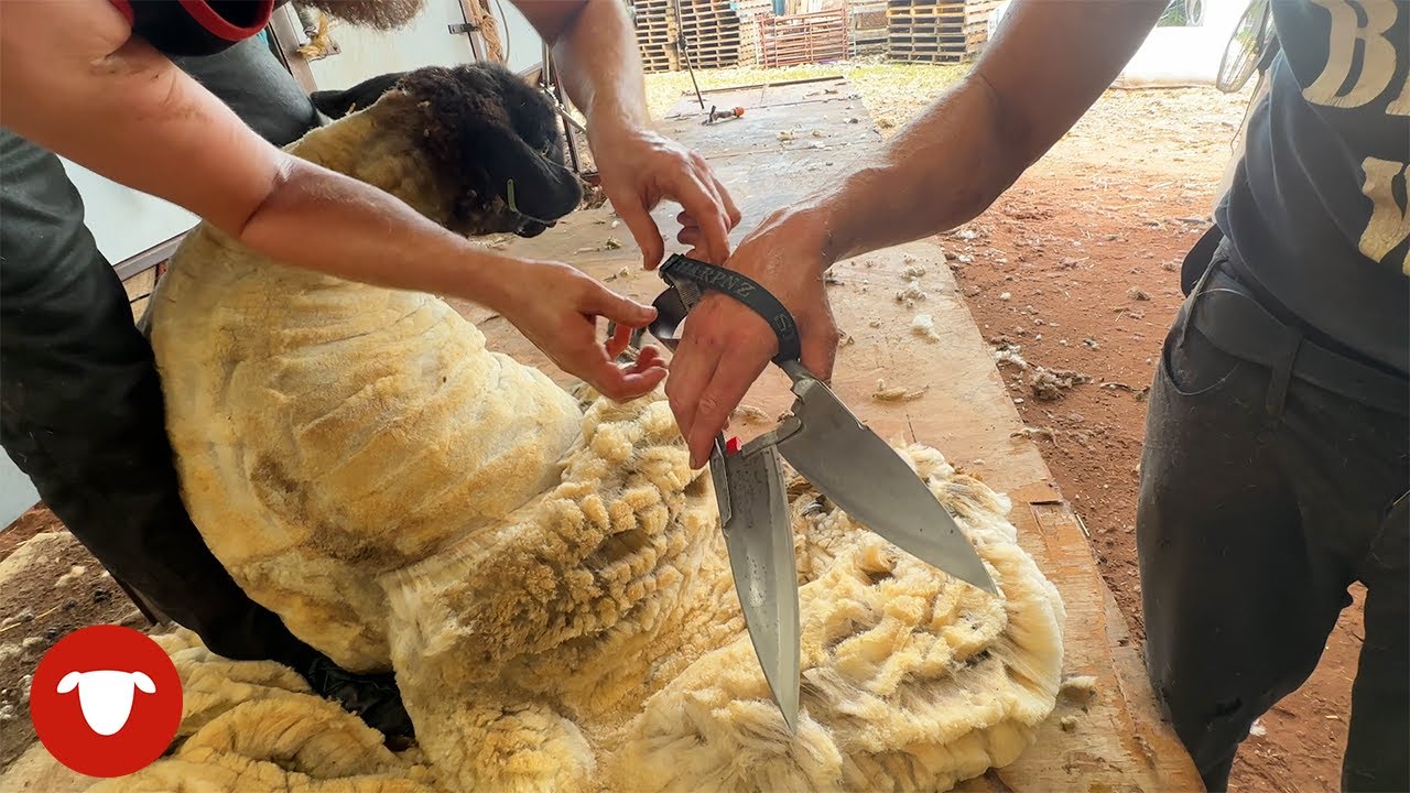 I tried BLADE SHEARING