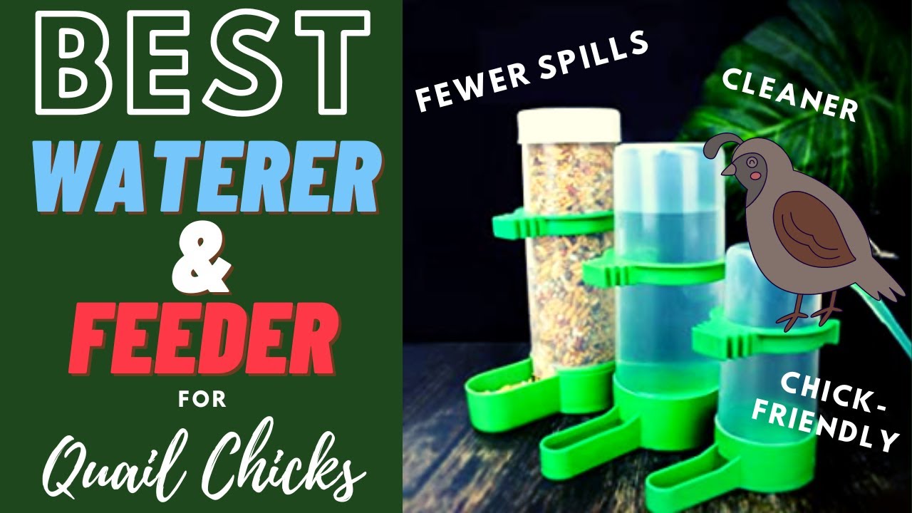 Best Water Dispenser and Feeder for Newly Hatched Quails | Quail Chicks Drinking and Eating