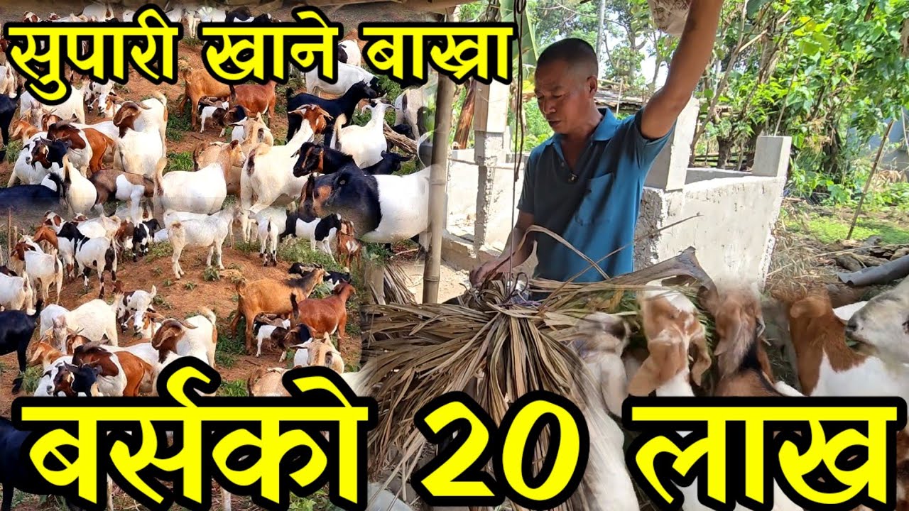 बिदेश देखि फर्केर सुपारी  खुवाएर बाख्रा पालेका मगर दाइ,मिश्रित कृषि गरेर लाखौ कमाउदै 