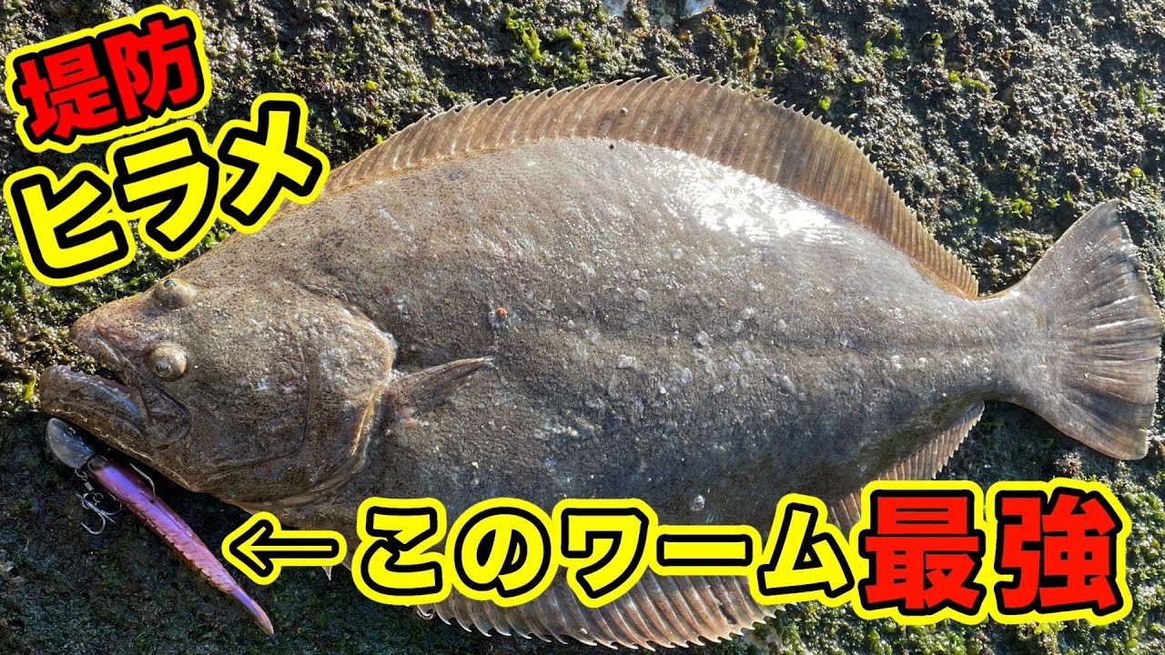 【堤防ヒラメ】ヒラメ釣りはこの最強ワームで決まり！操作は簡単！巻いて止めるの繰り返し！第55話