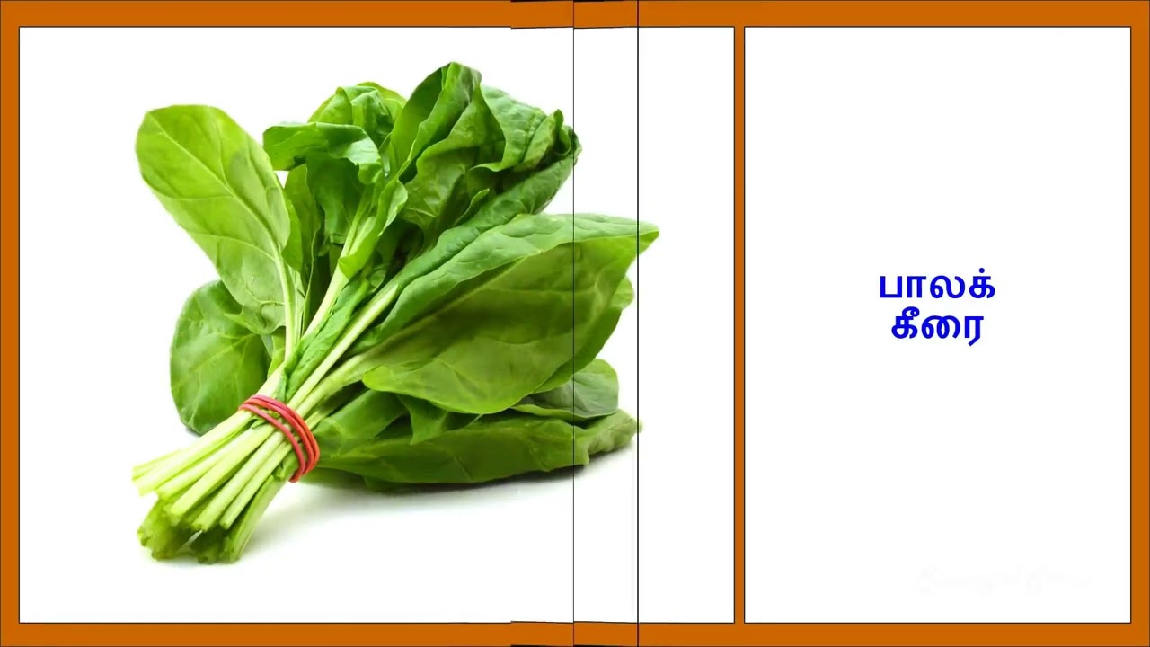 Keerai Vagaigal in Tamil | Varieties of Spinach | Get To Know Today!! #KeeraiVagaigal #TypesOfKeerai