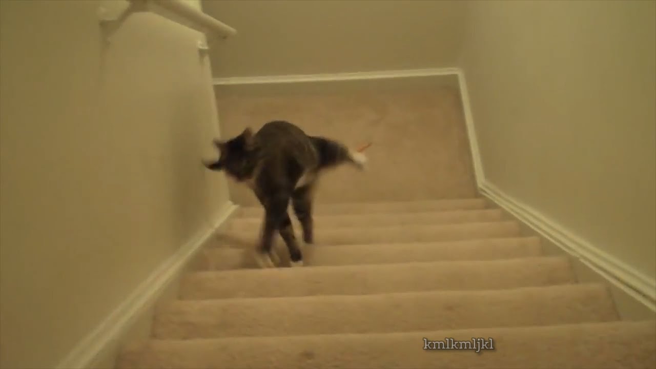 wobbly cat