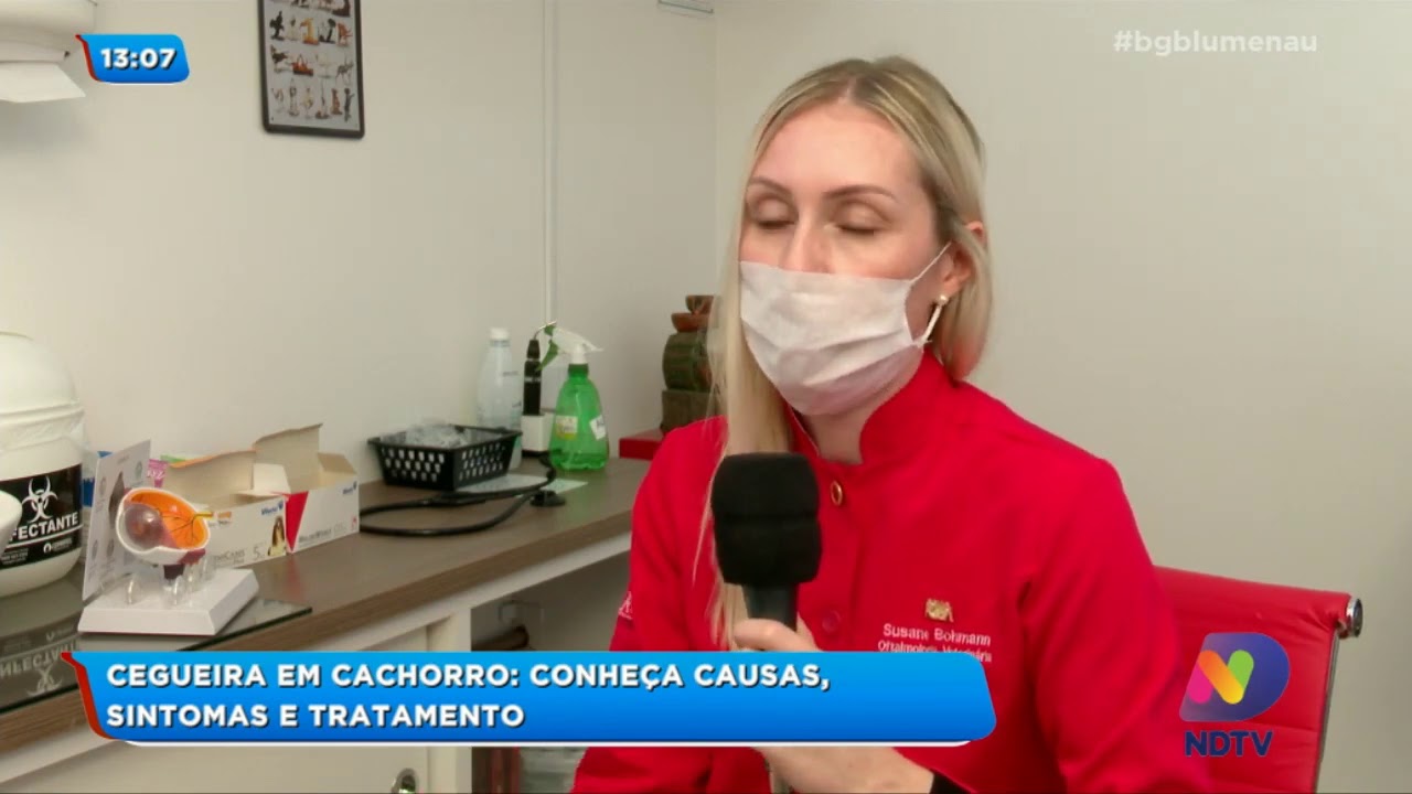 Cegueira em cachorro: conheça causas, sintomas e tratamento