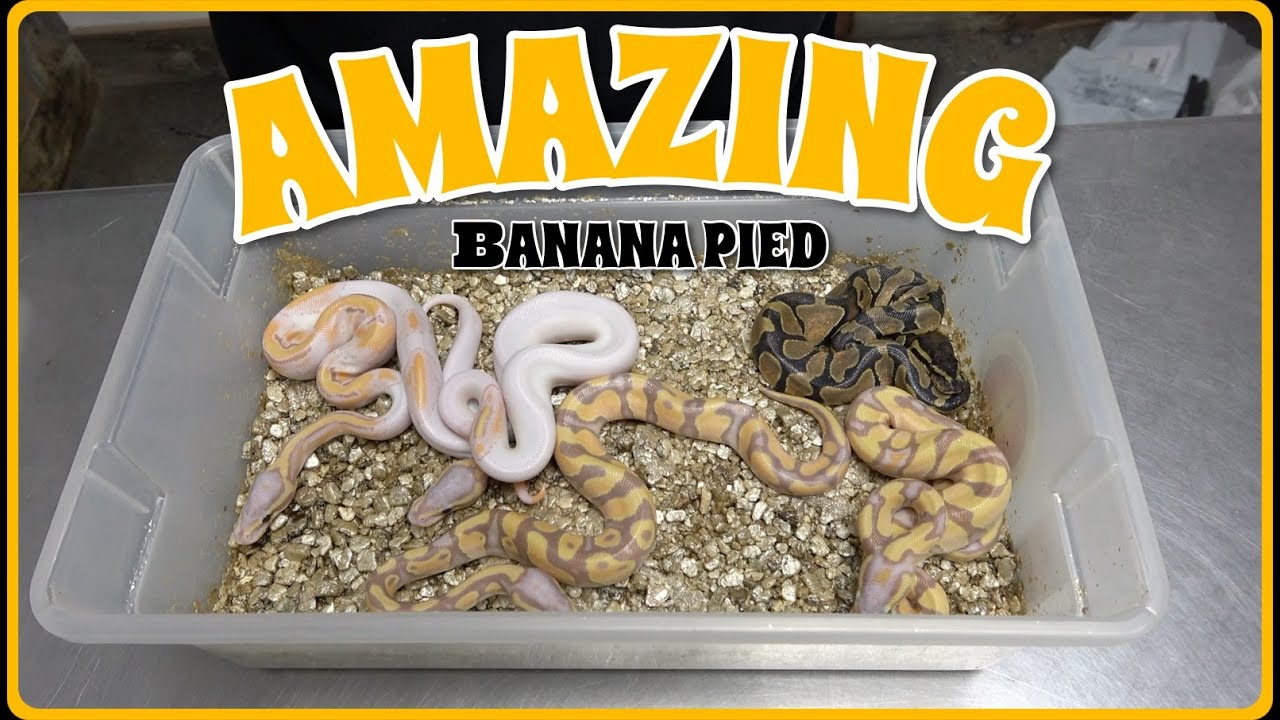 Combo Banana Pied Ball Python Clutch!