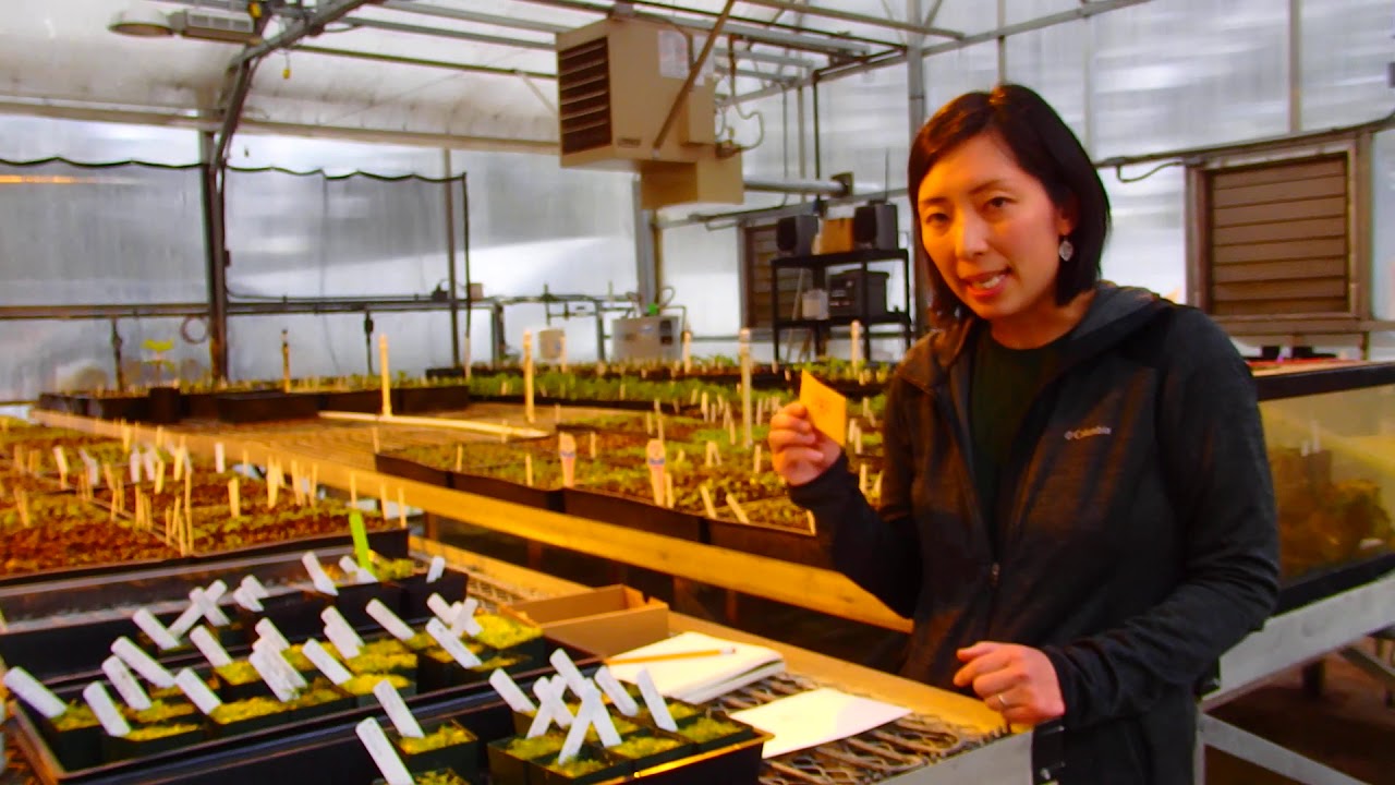 Seed Propagation at the RSBG