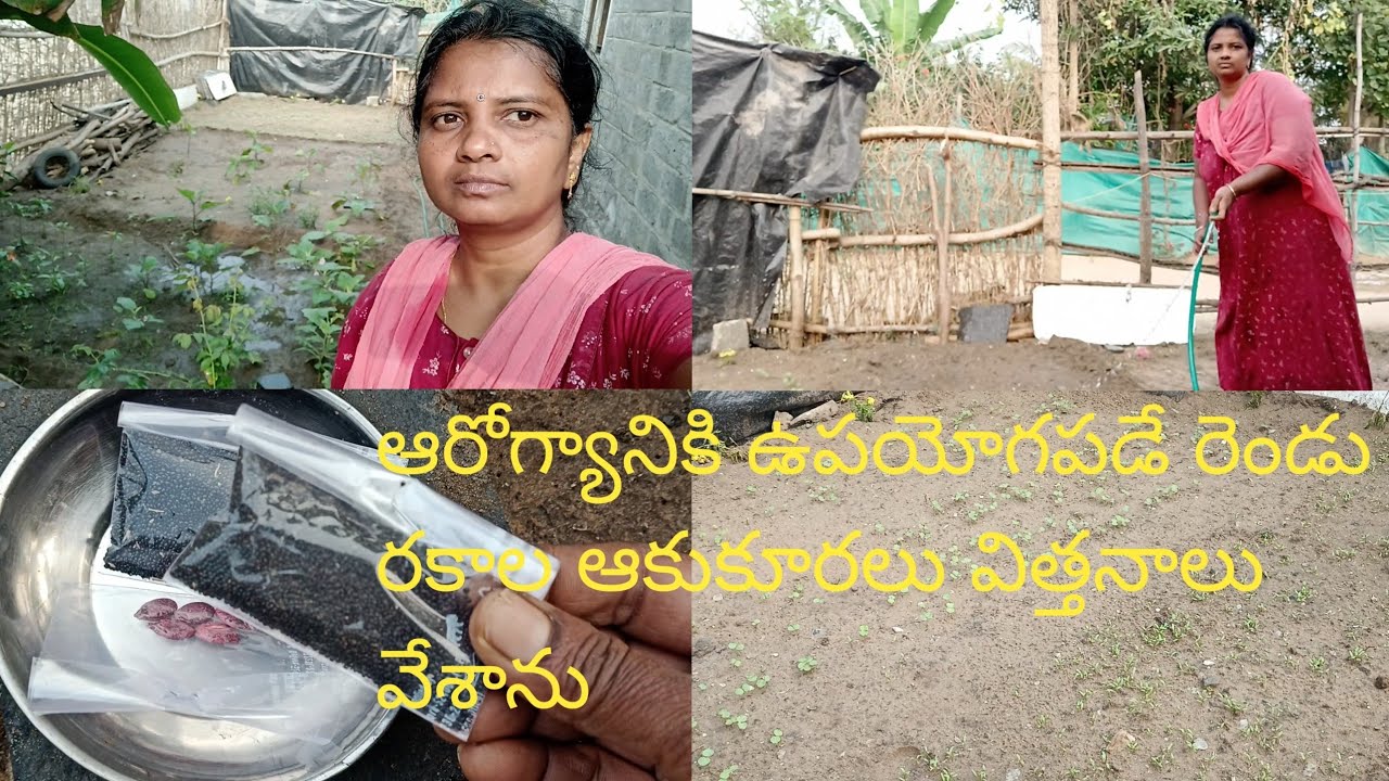 సండే రోజు రెండు రకాల ఆకుకూర విత్తనాలు వేశాను#organic aankhon Kora seeds#Telugu#trending#vlogs