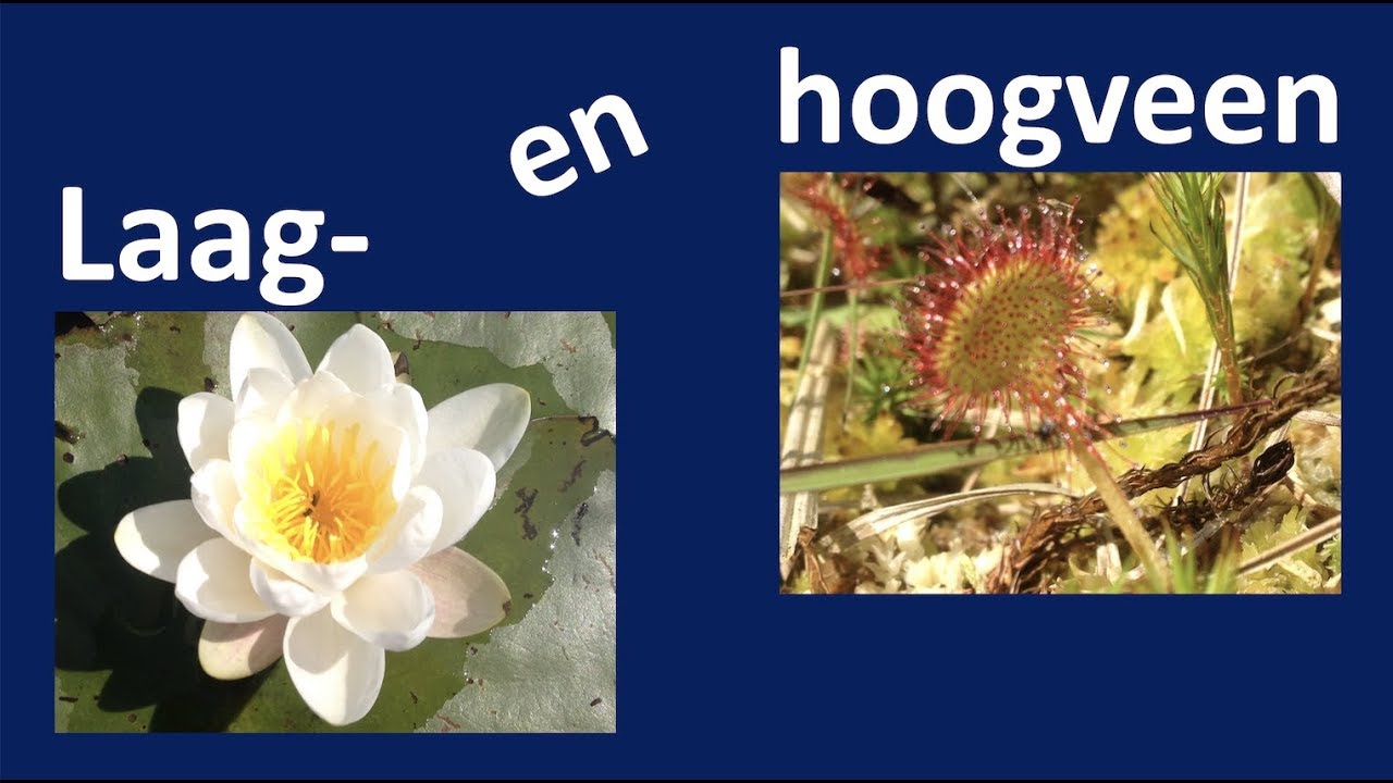 Laagveen en hoogveen