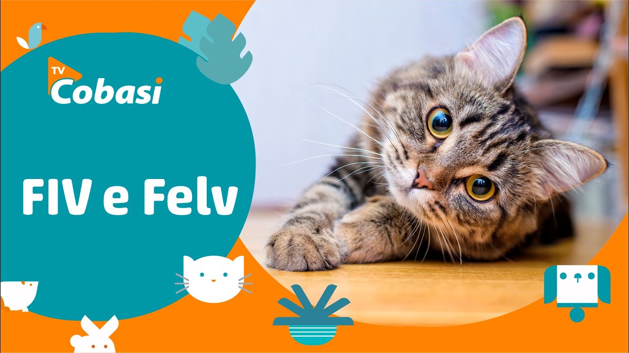 Doenças em gatos: saiba tudo sobre FIV e FeLV