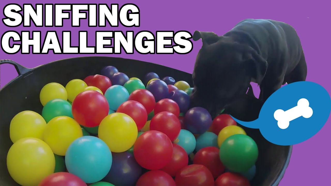 Sniffing, confidence building and the ball pit challenge!
