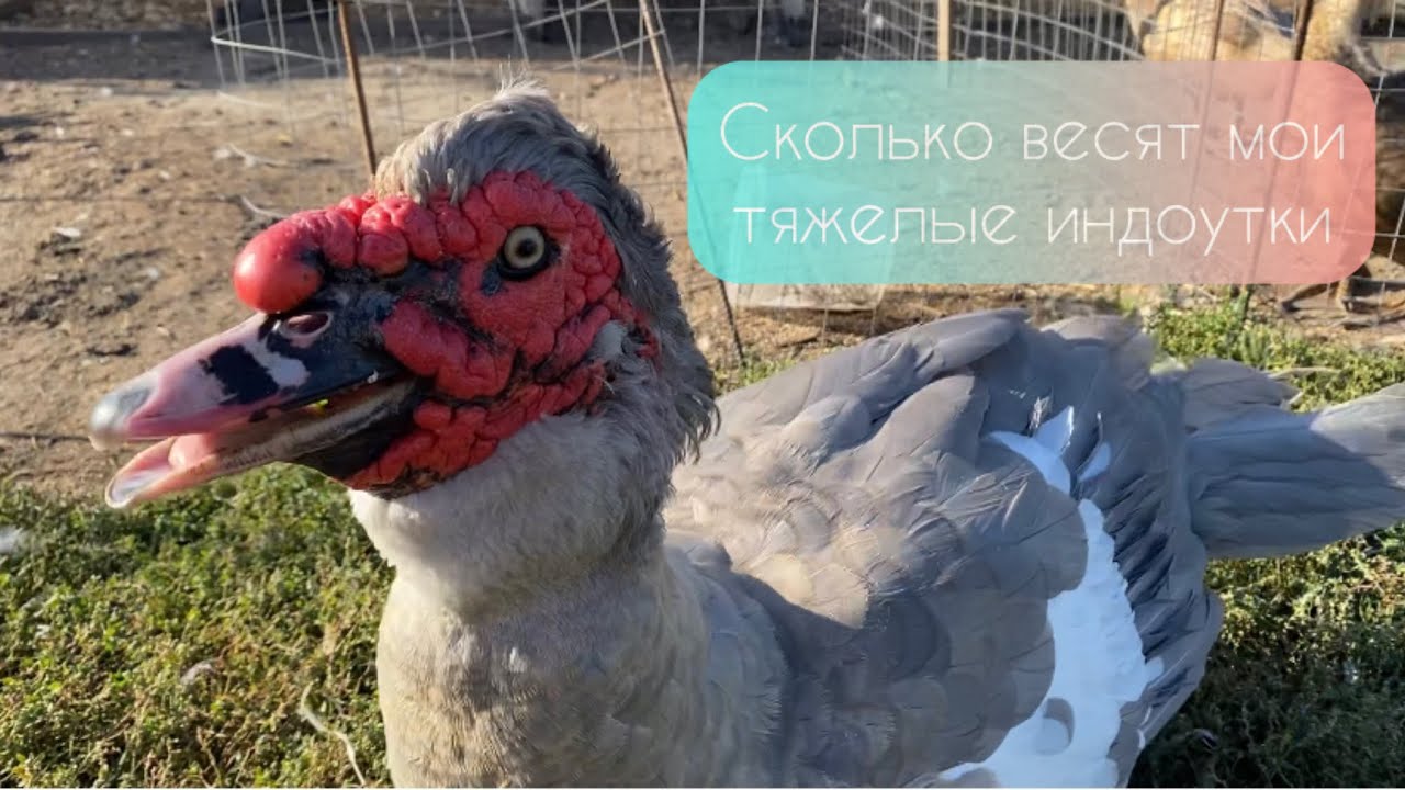 Взвешивание племенных индоуток в конце сезона. Продажа.