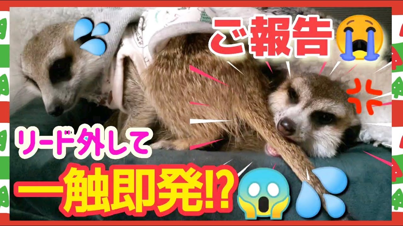 【ご報告】ふたりの行く末どうなる！？ ７,８週目の様子～🎅Merry Xmas！🎄をお届け～［ミーアキャット,猫］