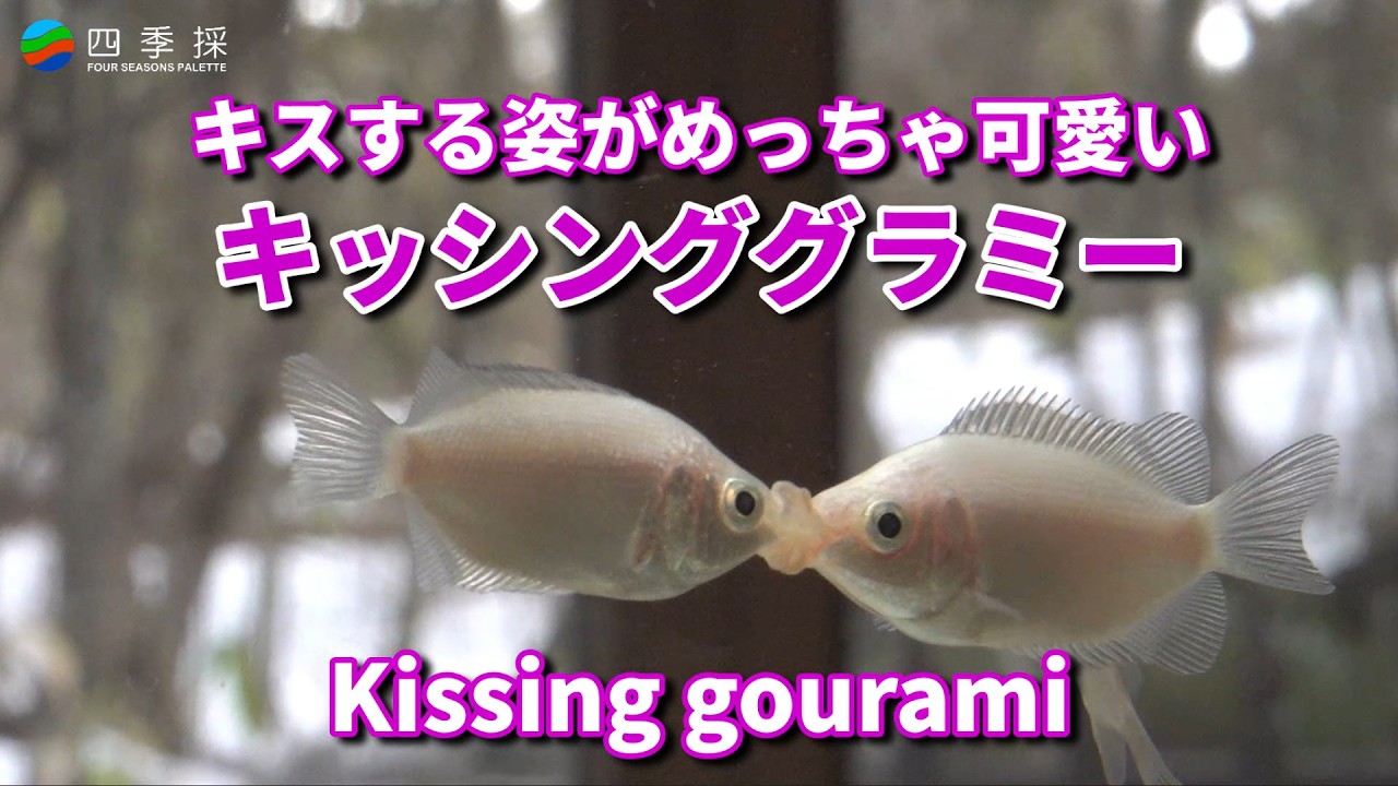 キスする姿がめっちゃ可愛いキッシンググラミー｜癒しのひとときキッシンググラミーのかわいいキスシーン｜キッシンググラミーのキスシーン満載｜おさかな観察はキッシンググラミー #キッシンググラミー