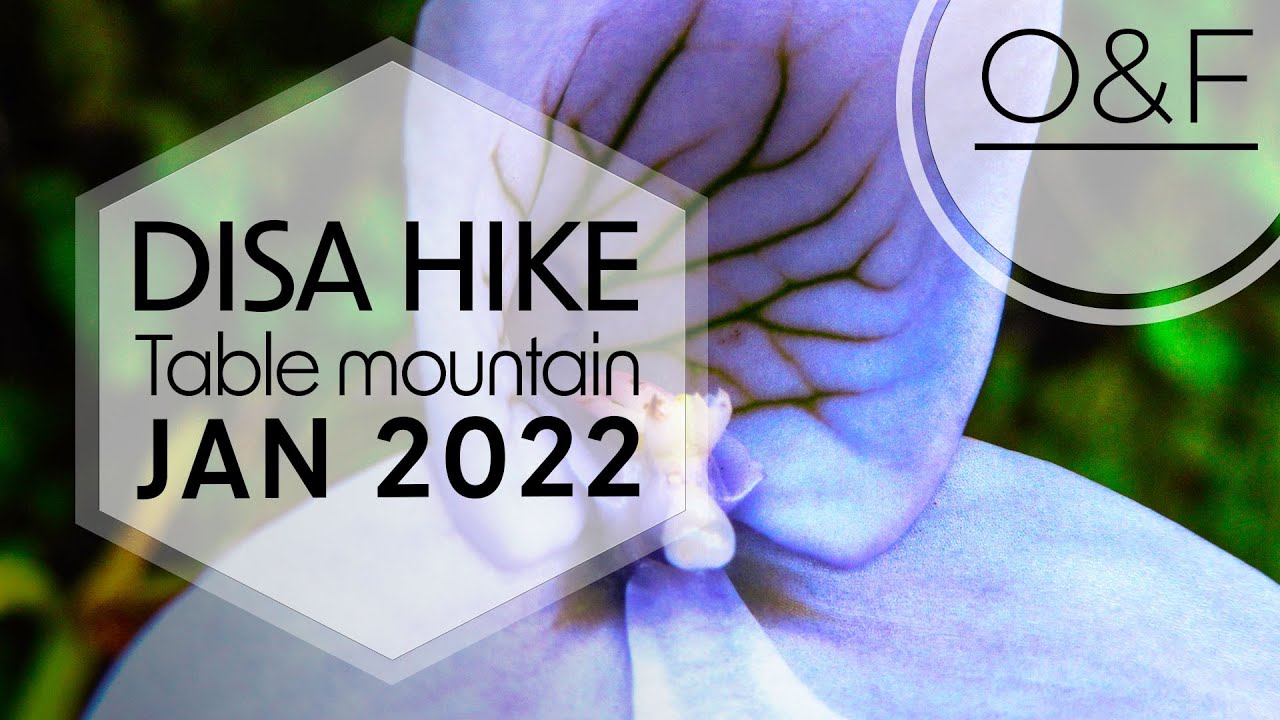 Disa Hike 2022 Table Mountain // Jan 2022