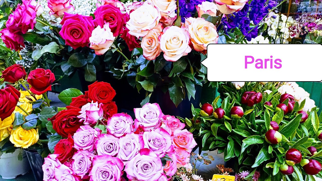 Paris, France | MARCHÉ Aux FLEURS REINE ELISABETH ll FLOWER MARKET in PARIS | 4e Arr,Entré gratuite