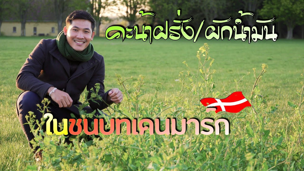ชนบทเดนมาร์ก  กับการตามหาผักคาโนล่า (คะน้าฝรั่ง)