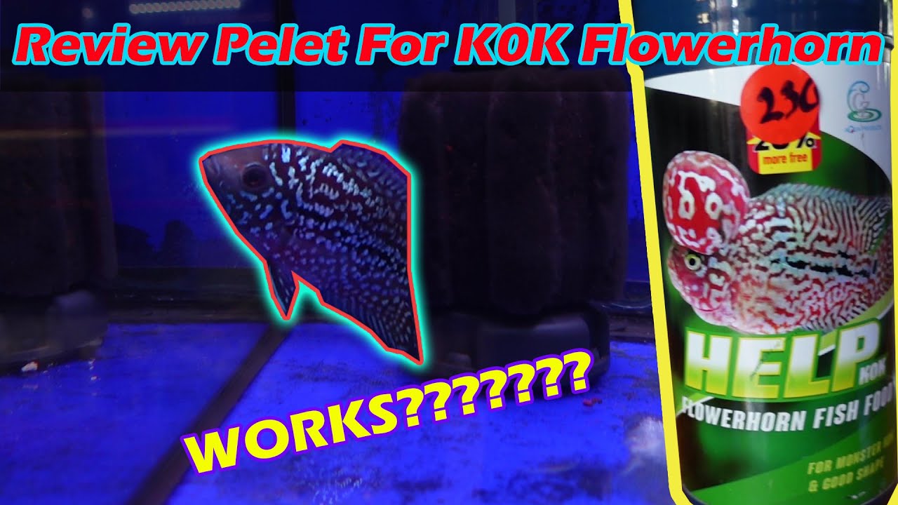 REVIEW PELET IKAN LOUHAN BIAR JENONG !!! APAKAH BENAR BISA JENONG ???