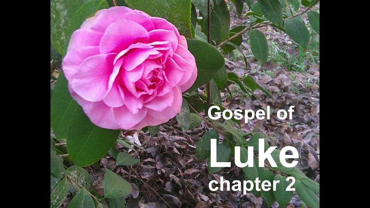 Gospel of Luke, chapter 2