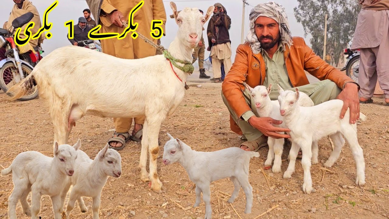 13 tarikh 2024Teddy😭 bakriyon ki badi Mandibacchon wali bakriyan Sone wali bakriyan teddy