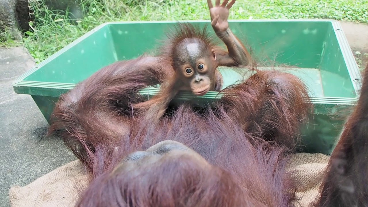 ロキ(3か月8日)をプラフネに入れたキキ・オランウータン