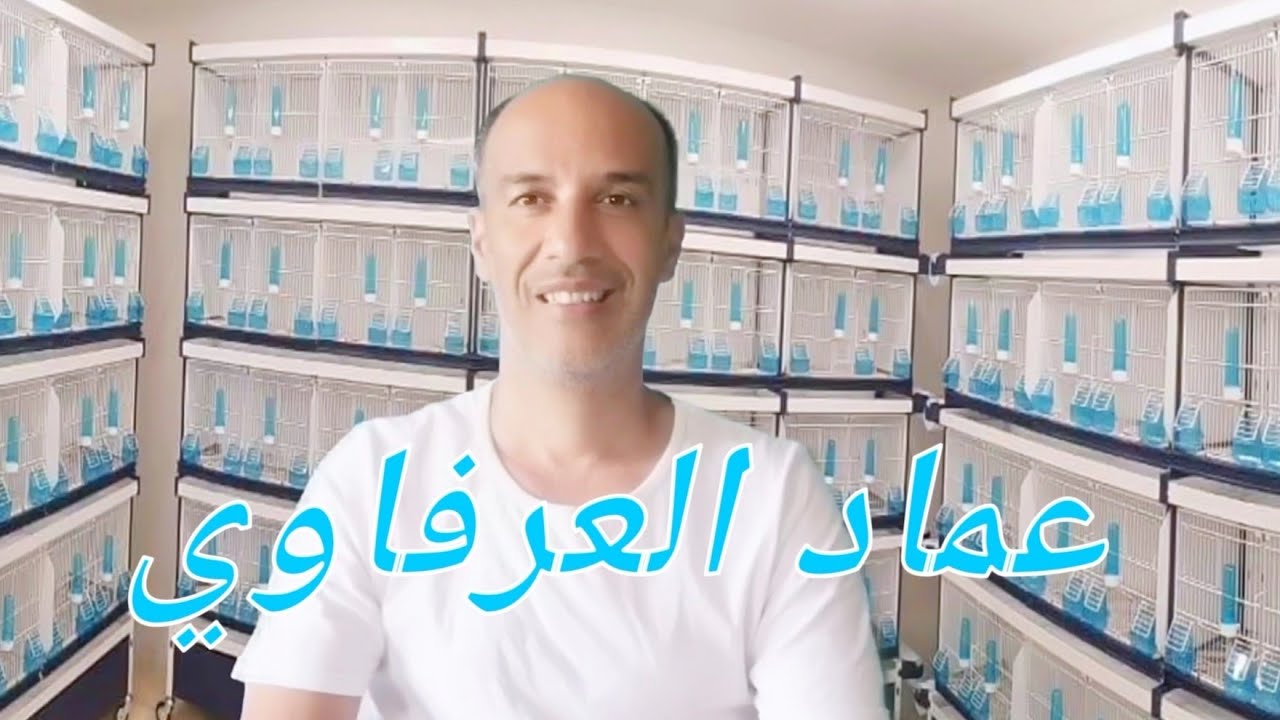 كيف تستعد وتبدأ في تربية الحسون مع عماد العرفاوي imed Arfaoui