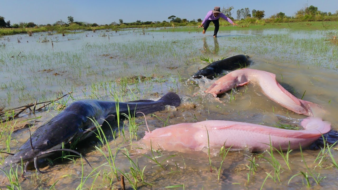 Top Fishing Skill ! NSANE Catfish Harvest in Muddy Field 😱 Thousands Everywhere!