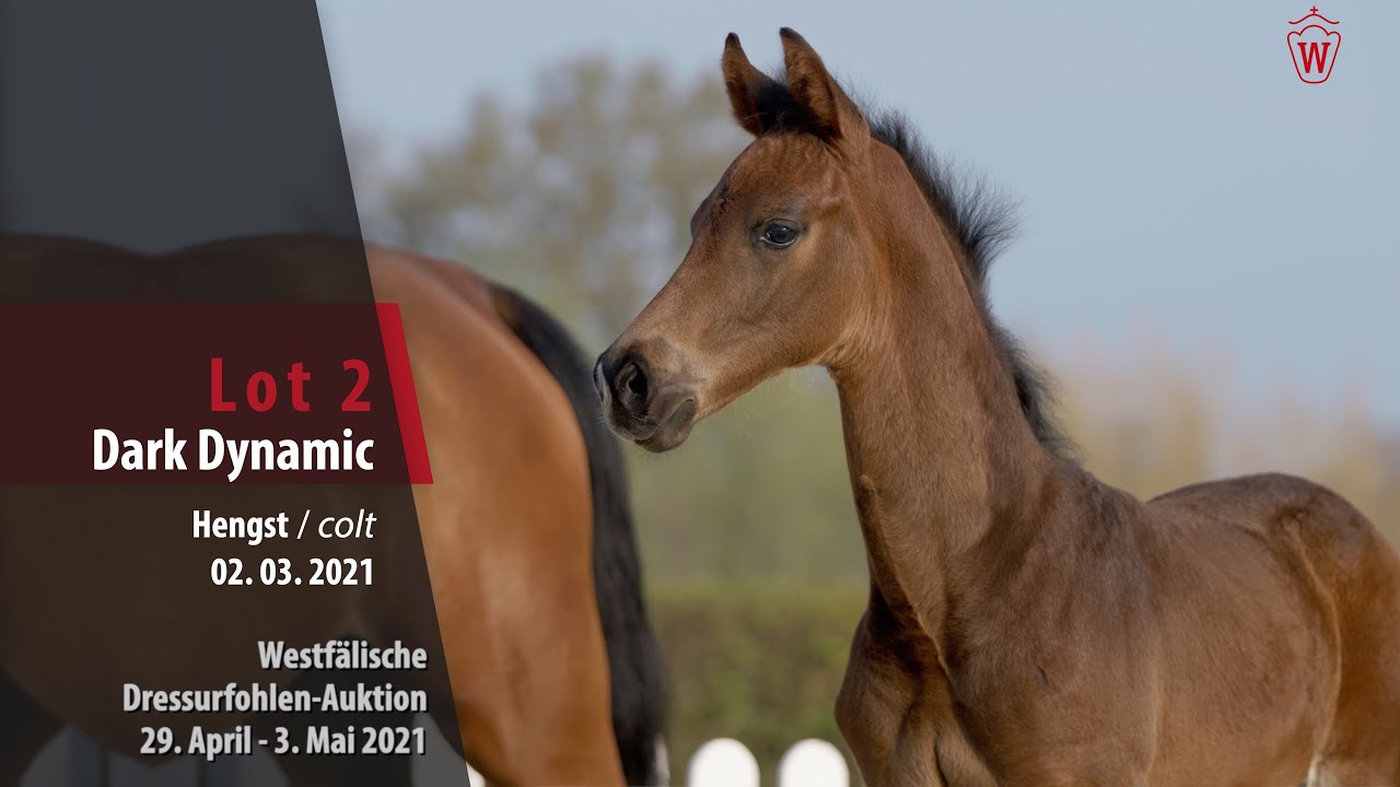 Westfälische Dressurfohlen-Auktion Lot 2 Dark Dynamic HF v. Dynamic Dream - Captain Collin