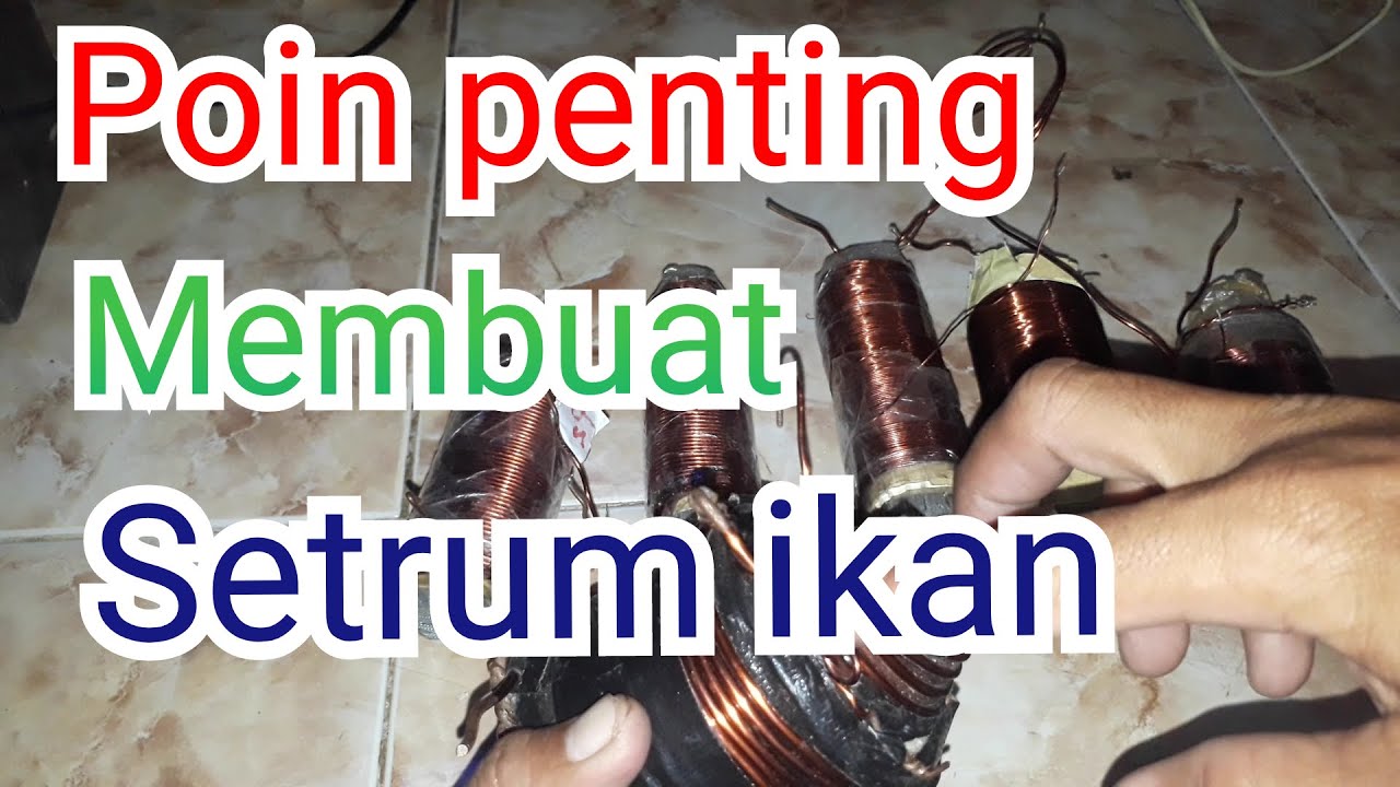 rahasia membuat setrum ikan setrum ikan platina, agar joss