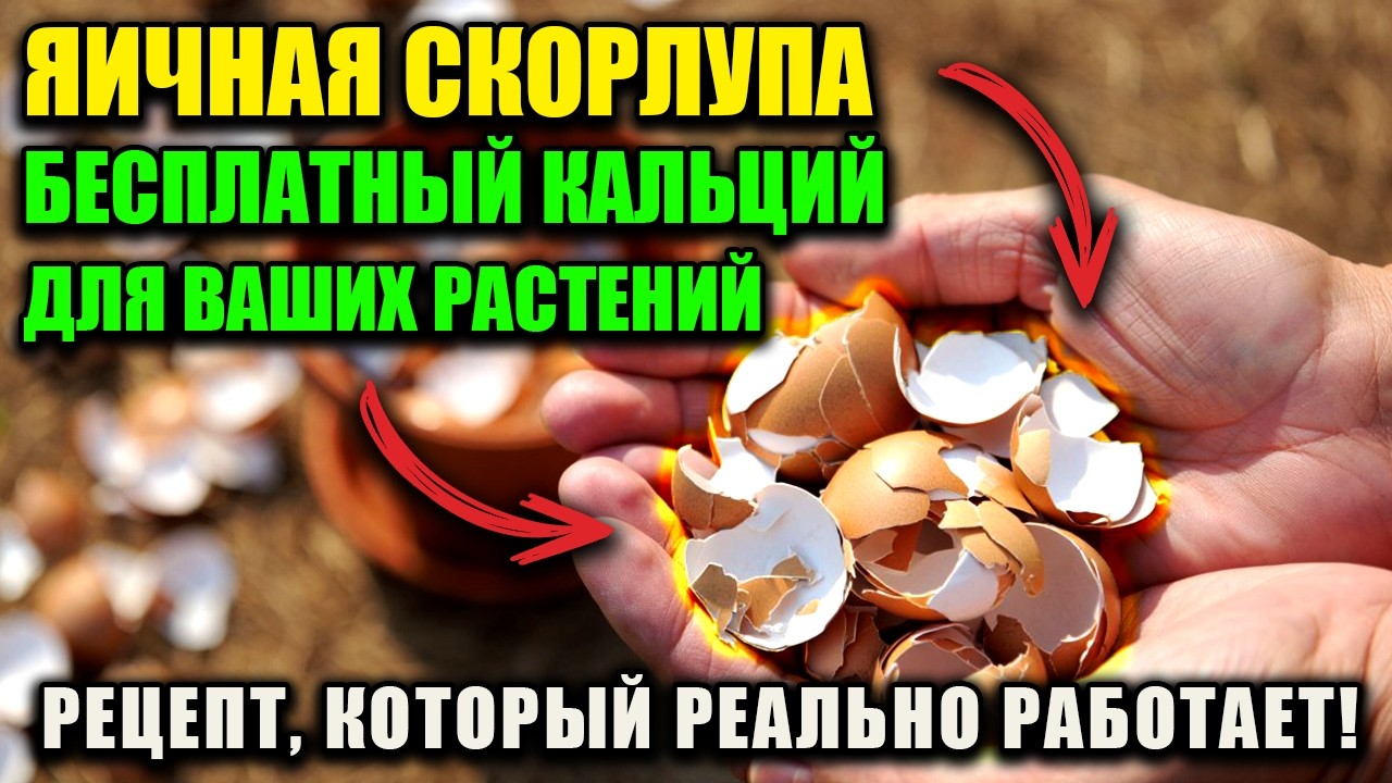 Бесплатный кальций для ваших растений. Готовим правильную подкормку из яичной скорлупы.