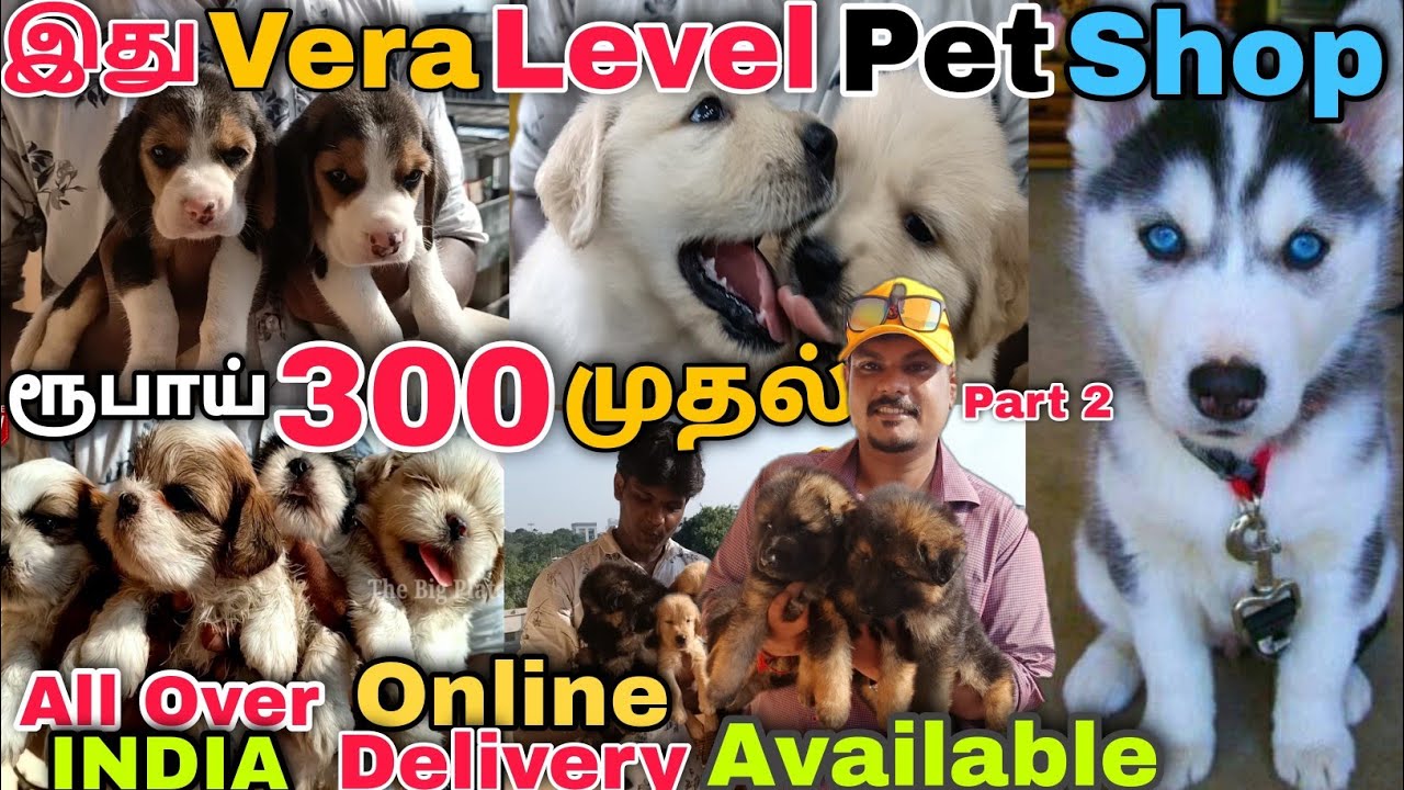 ரூபாய் 300 முதல் 25000 வரை BIRDS || LABRADOR ||G- SHEPHERD || HUSKY ||C-SPANIAL || SHIH TZU & MORE