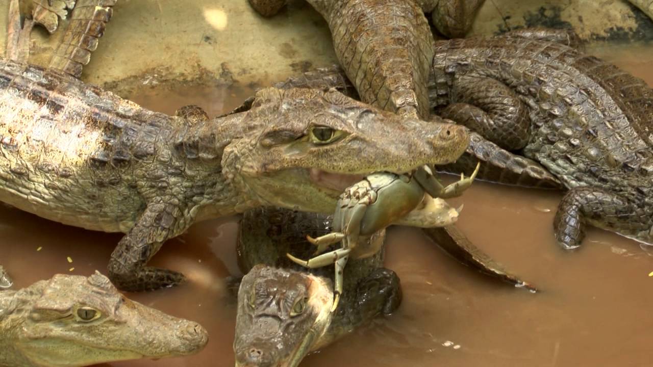 CAIMANES EN PUERTO RICO